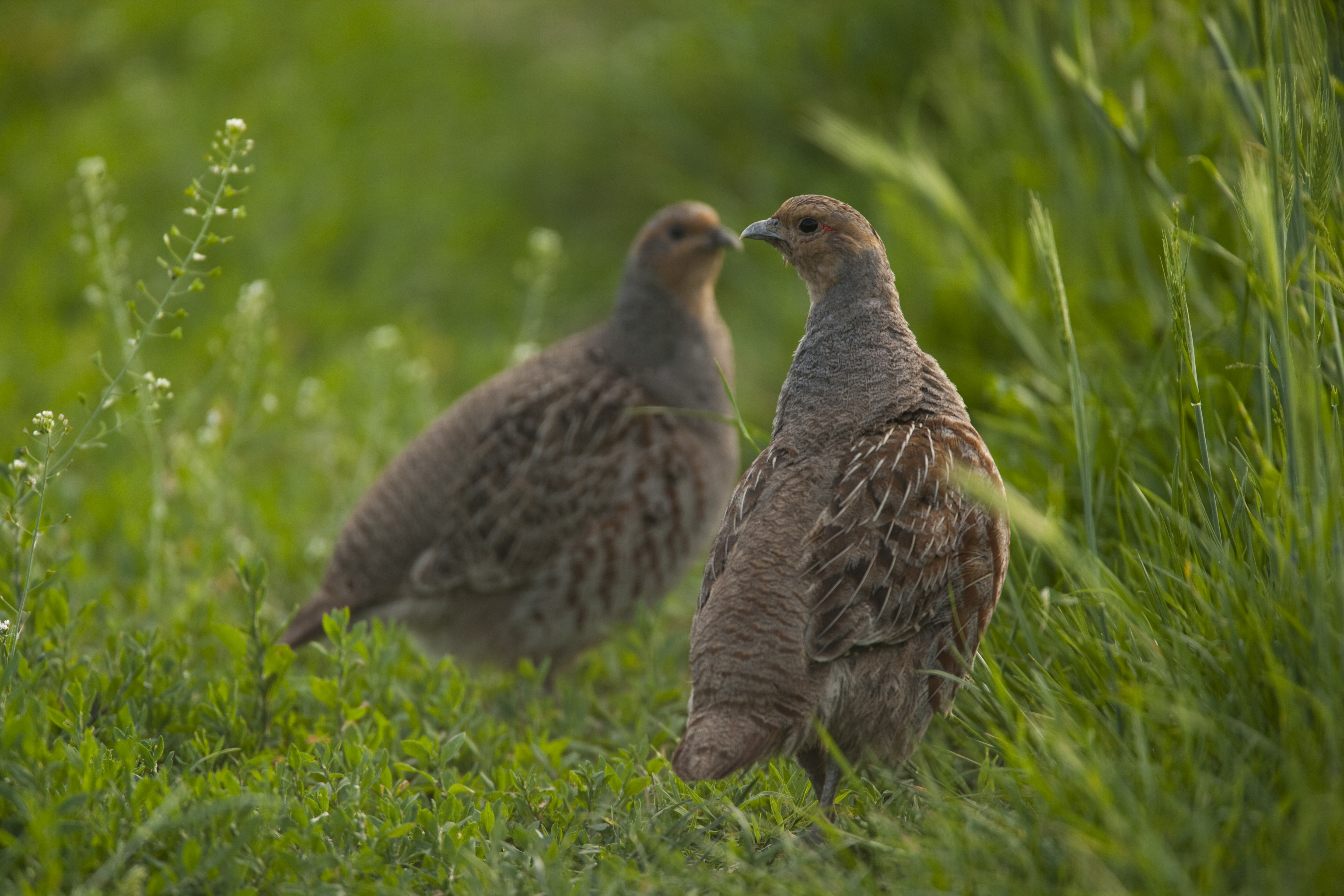 Das Foto zeigt zwei Rebhühner, die sich im grünen Gras tummeln