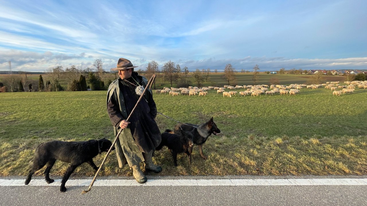 Das Foto zeigt Wanderschäfer Jonas Henninger mit Schäferhund und Herde auf einer Weide
