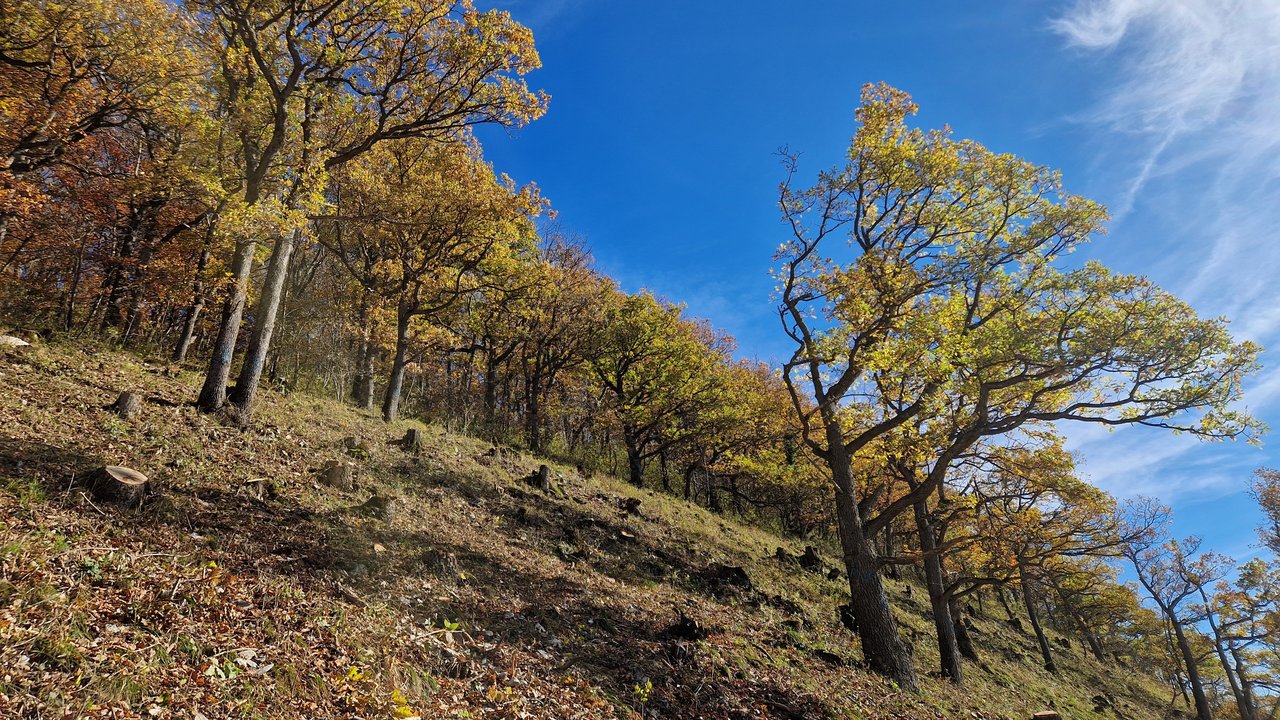 Man blickt auf einen mit Bäumen und Sträuchern bewachsenen Hang