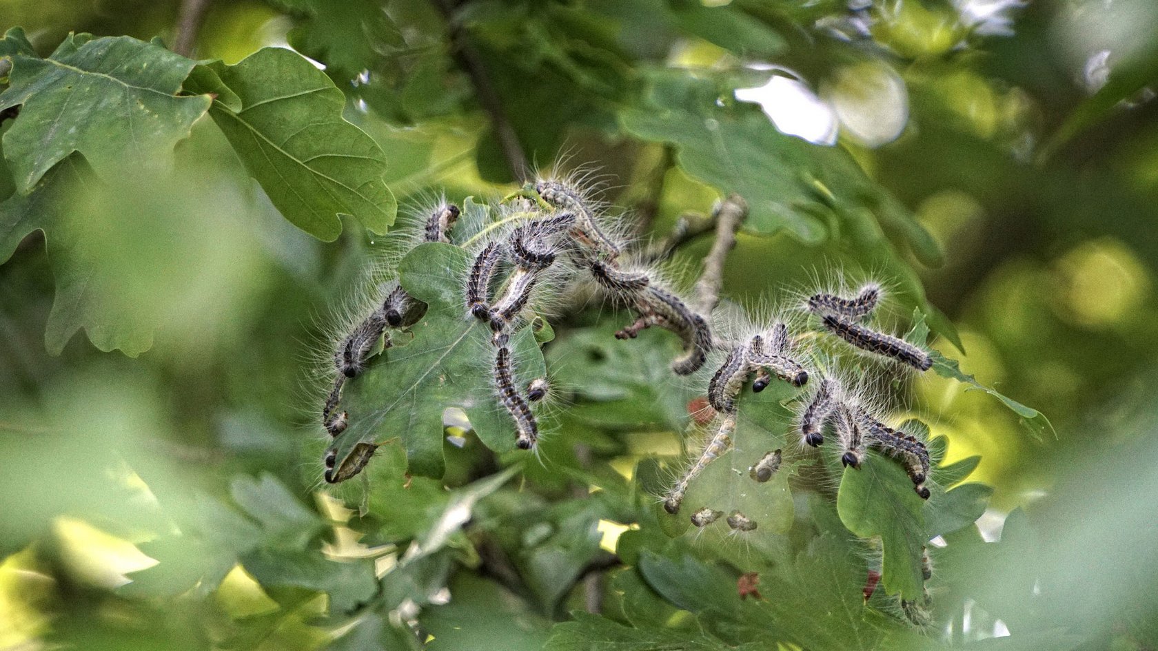 Eichenprozessionsspinner in einer Eiche